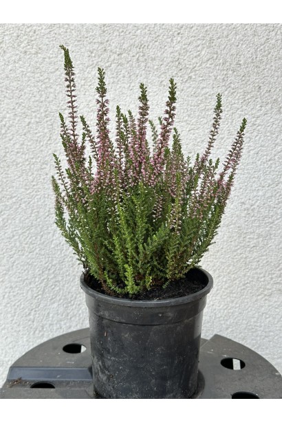 Верес червоний Атен в контейнері 3 л